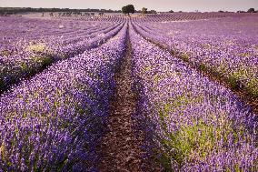 Lavender fields in Brihuega