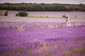 Lavender fields in Brihuega