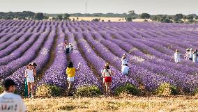 Lavender fields in Brihuega