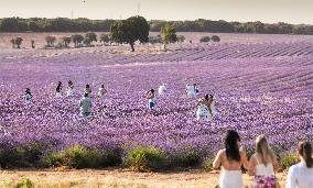 Lavender fields in Brihuega
