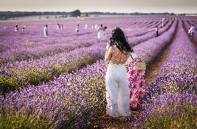 Lavender fields in Brihuega