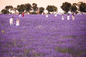 Lavender fields in Brihuega