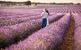 Lavender fields in Brihuega