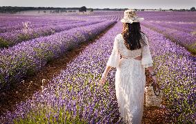 Lavender fields in Brihuega