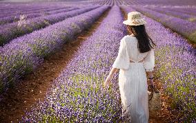 Lavender fields in Brihuega