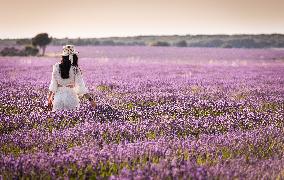 Lavender fields in Brihuega