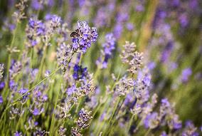 Lavender fields in Brihuega