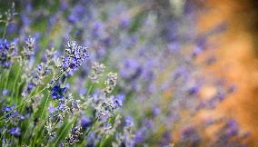 Lavender fields in Brihuega