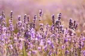 Lavender fields in Brihuega