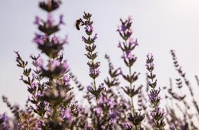 Lavender fields in Brihuega
