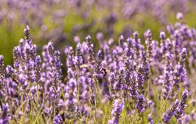 Lavender fields in Brihuega