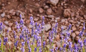 Lavender fields in Brihuega