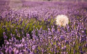 Lavender fields in Brihuega