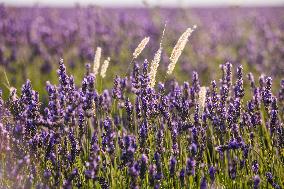 Lavender fields in Brihuega