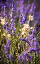 Lavender fields in Brihuega
