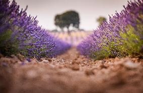 Lavender fields in Brihuega