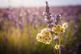 Lavender fields in Brihuega