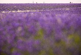 Lavender fields in Brihuega