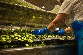 Food production