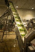 Food production