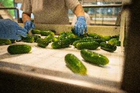 Food production