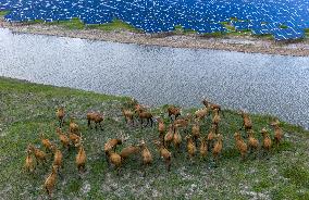 ELKS