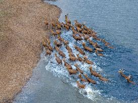 ELKS