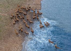 ELKS