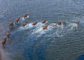 ELKS