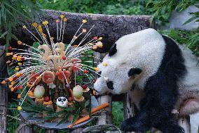 Giant Panda Lanxiang Celebrated 23rd Birthday in Chongqing Zoo