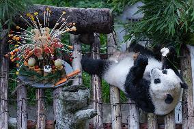 Giant Panda Lanxiang Celebrated 23rd Birthday in Chongqing Zoo