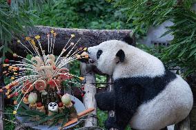Giant Panda Lanxiang Celebrated 23rd Birthday in Chongqing Zoo