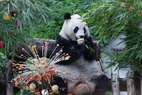 Giant Panda Lanxiang Celebrated 23rd Birthday in Chongqing Zoo