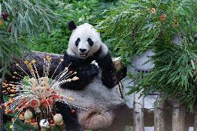 Giant Panda Lanxiang Celebrated 23rd Birthday in Chongqing Zoo