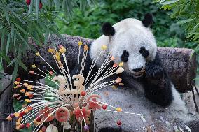 Giant Panda Lanxiang Celebrated 23rd Birthday in Chongqing Zoo