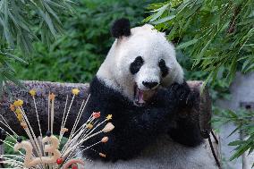 Giant Panda Lanxiang Celebrated 23rd Birthday in Chongqing Zoo