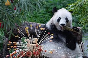Giant Panda Lanxiang Celebrated 23rd Birthday in Chongqing Zoo