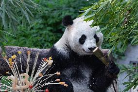 Giant Panda Lanxiang Celebrated 23rd Birthday in Chongqing Zoo
