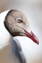 A Brown-Headed Gull - China