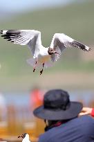 A Brown-Headed Gull - China