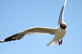 A Brown-Headed Gull - China