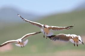 A Brown-Headed Gull - China