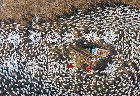Ecological Goose Breeding Base