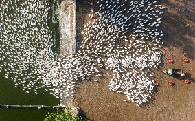 Ecological Goose Breeding Base