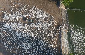 Ecological Goose Breeding Base