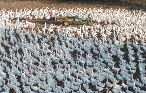 Ecological Goose Breeding Base