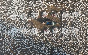 Ecological Goose Breeding Base