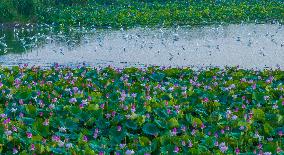 Egrets Playing Among Blooming Lotus Flowers in Suqian