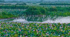 Egrets Playing Among Blooming Lotus Flowers in Suqian