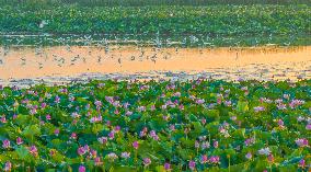 Egrets Playing Among Blooming Lotus Flowers in Suqian